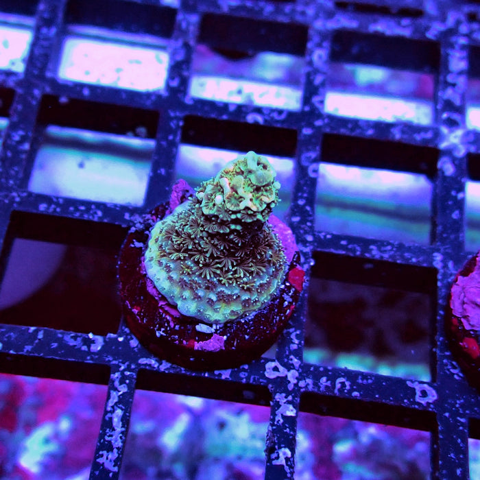 Millepora Acro