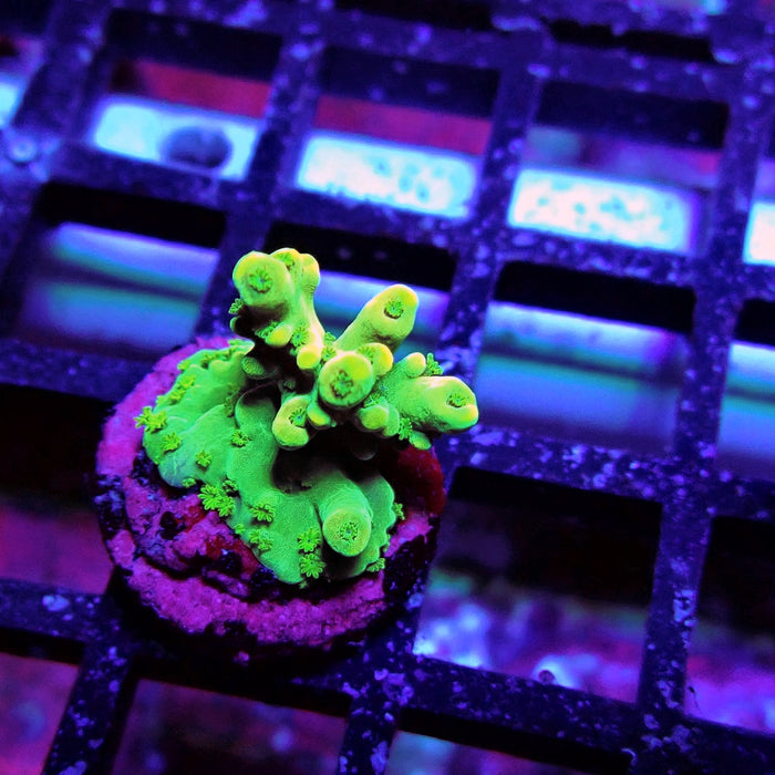 Aquaculture Frag Acro