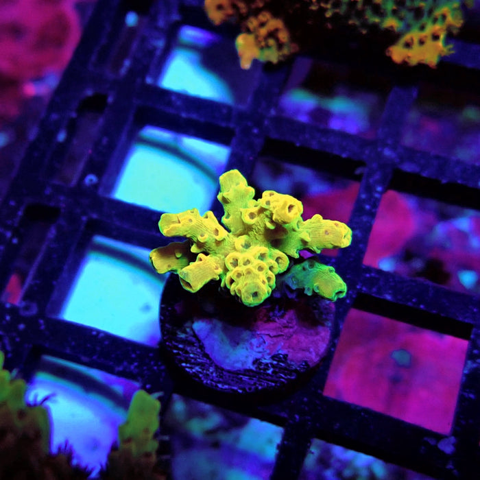 Aquaculture Frag Acro