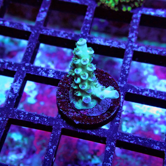 Green Blue Pink Scale Tenuis Acro