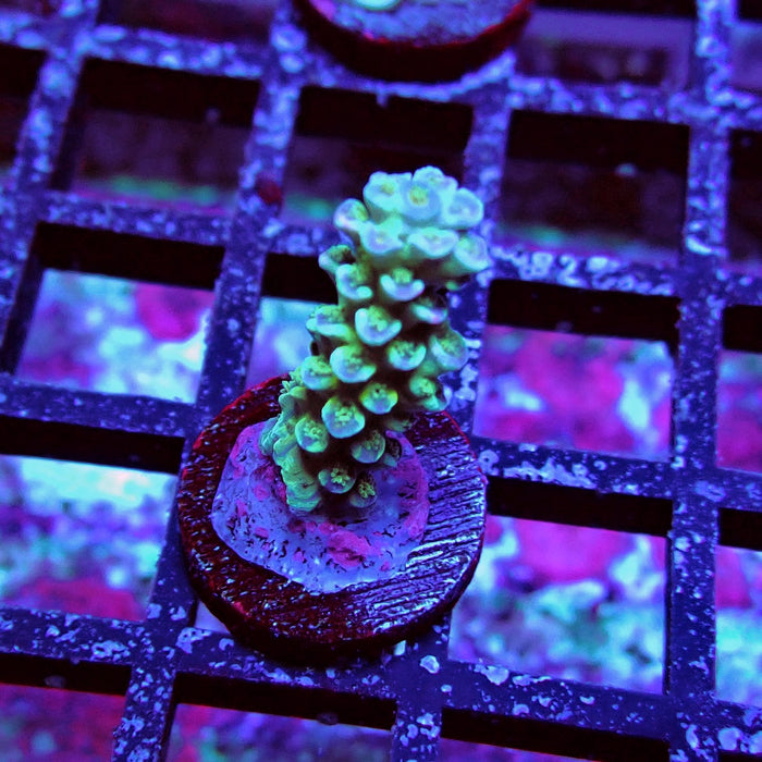 Green Blue Pink Scale Tenuis Acro
