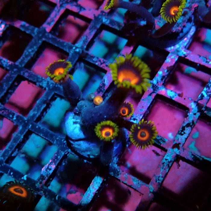 Ultra Zoas Frag