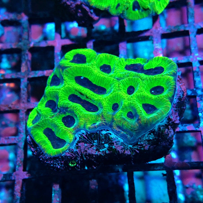 Bright Green Platygyra