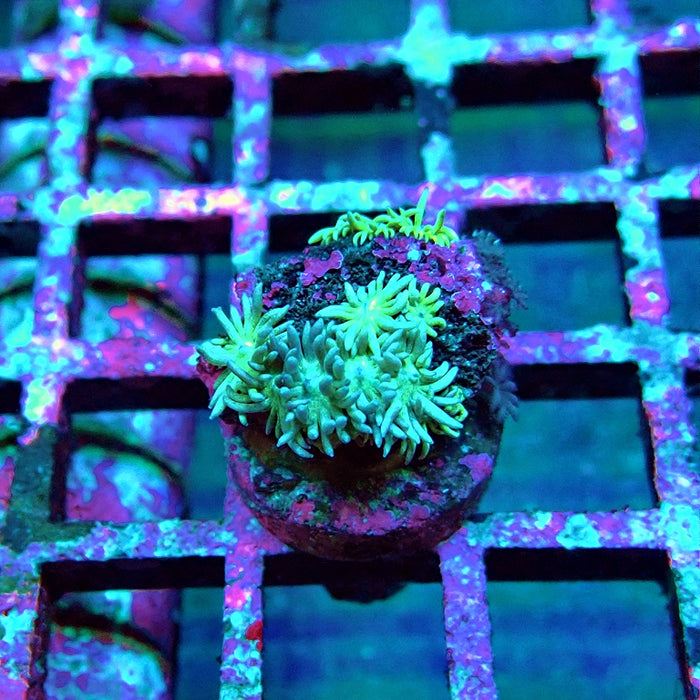 Goniopora