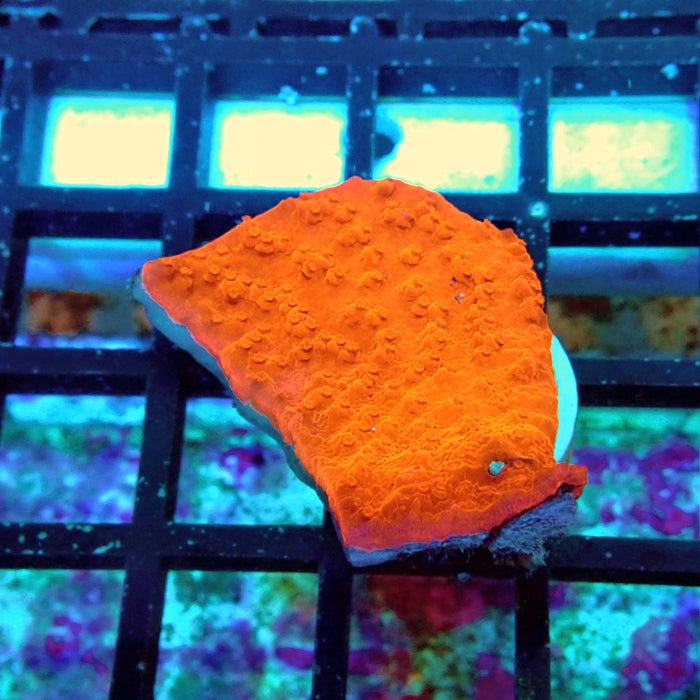 Monti