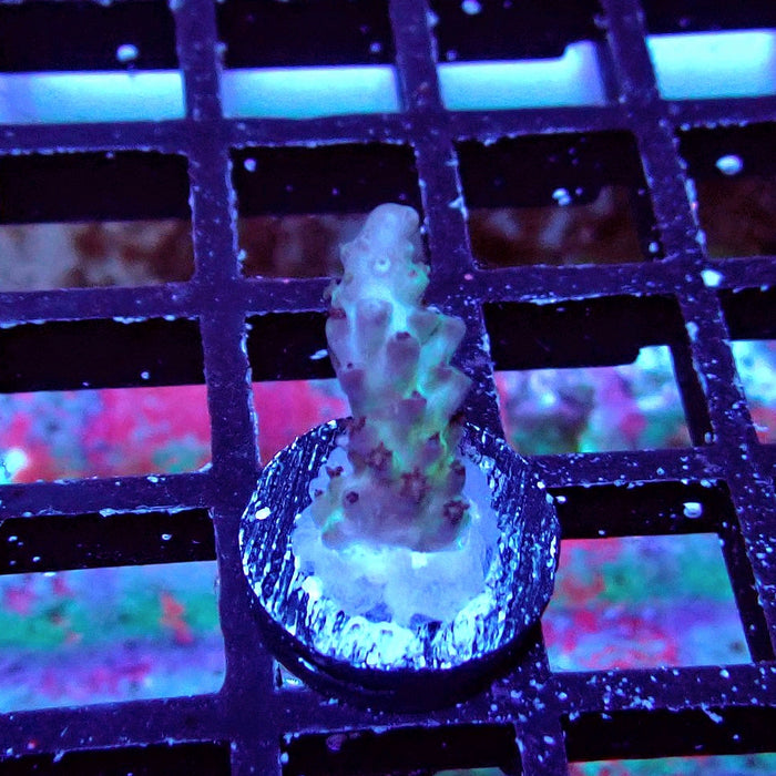 Plana Acro Frag