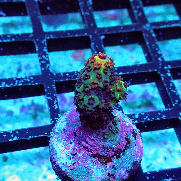 Acro Frag Aquaculture