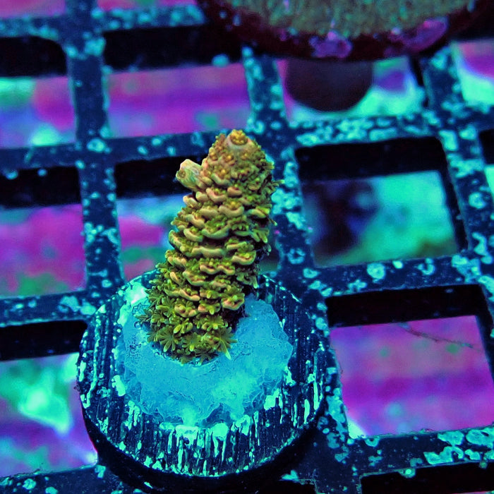 Millepora Acro Frag