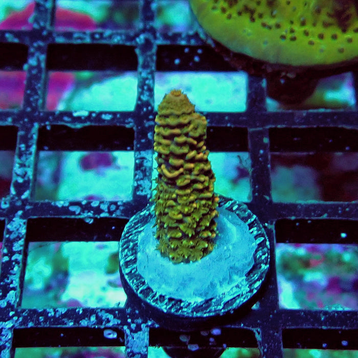 Millepora Acro Frag