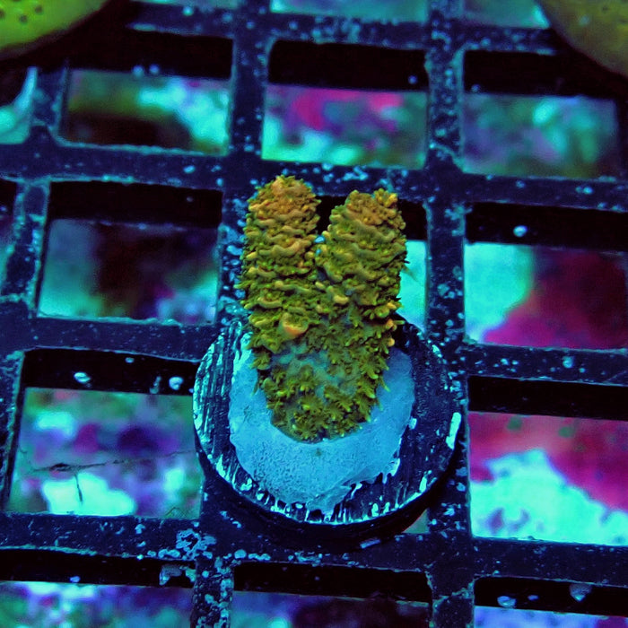 Millepora Acro Frag
