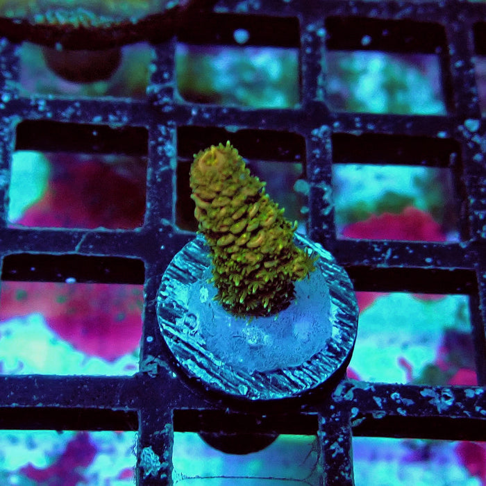 Millepora Acro Frag