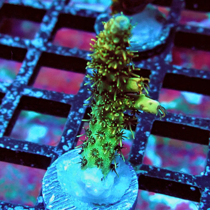 Golden Selago Acro Frag