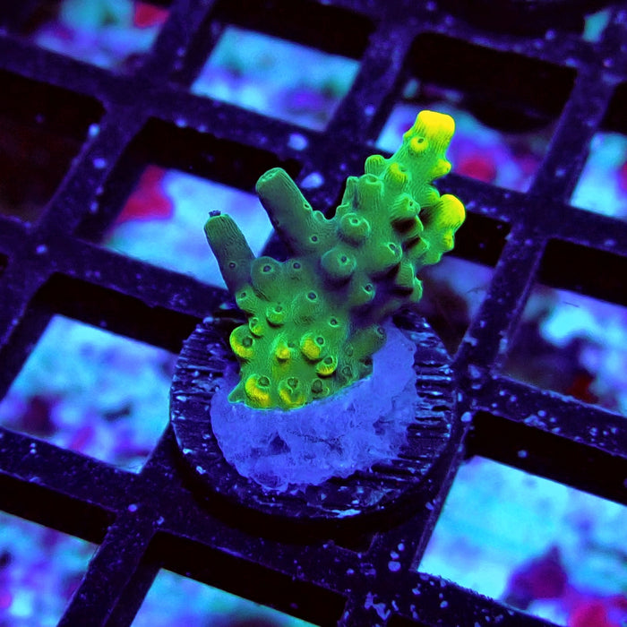 Super Yellow Pikachu Acro