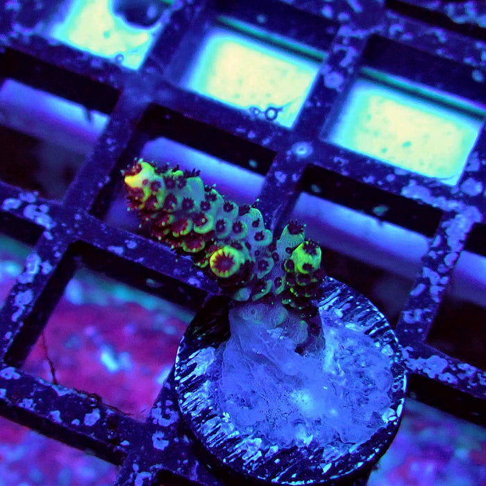 Orange Mille Acro Frag