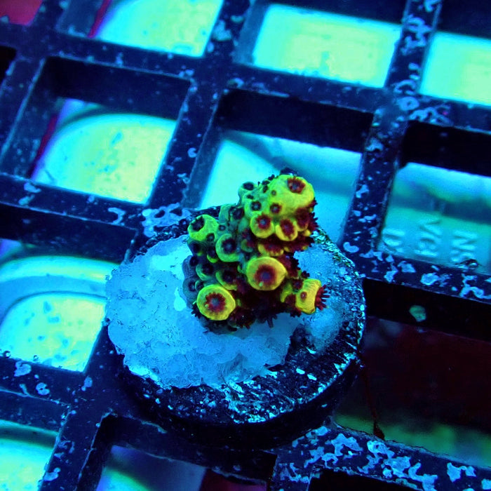 Orange Mille Acro Frag