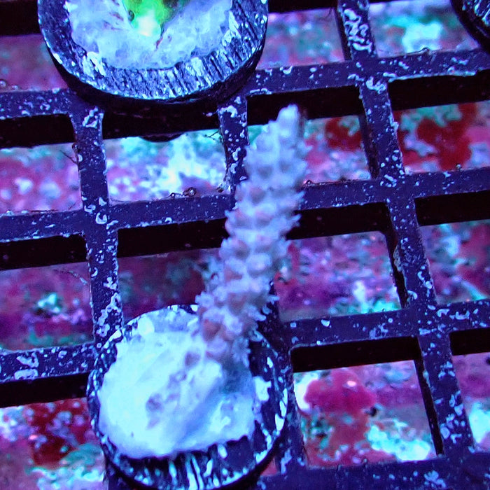 Pink Shortcake Acro Frag