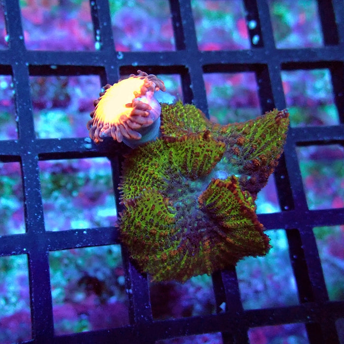Ultra Zoas Frag