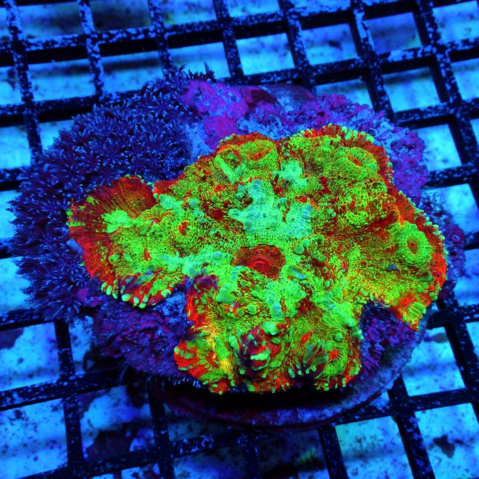Chalice Colony