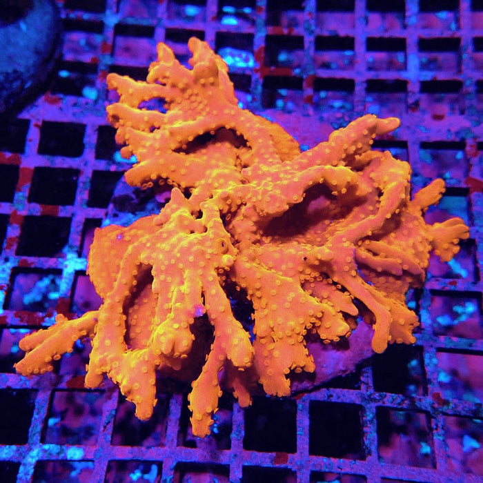 Montipora Setosa Colony