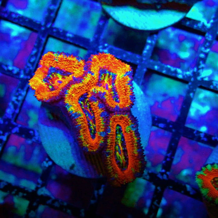 Acan Lord Rainbow Frag