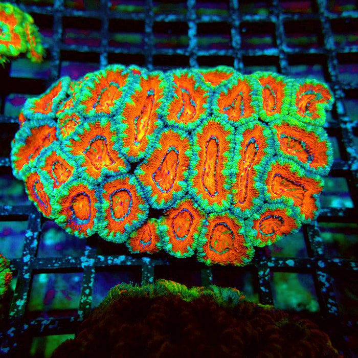 Acan Lord Coral Colony