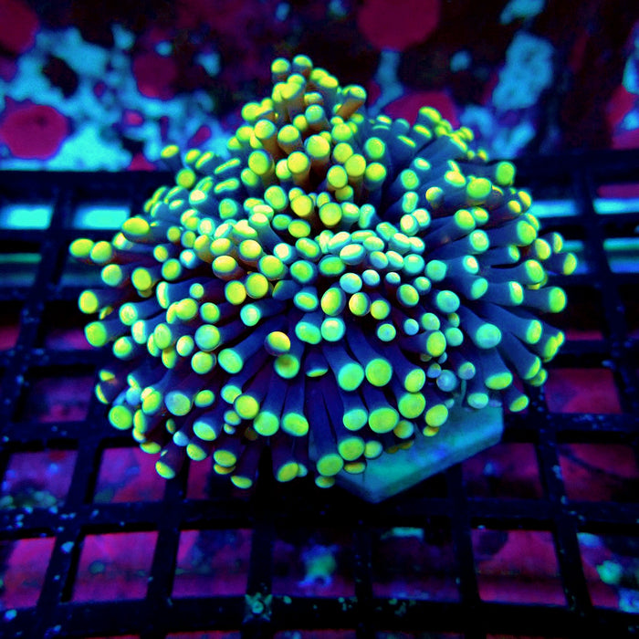 Euphyllia Purple Yellow Tips Torch Premium