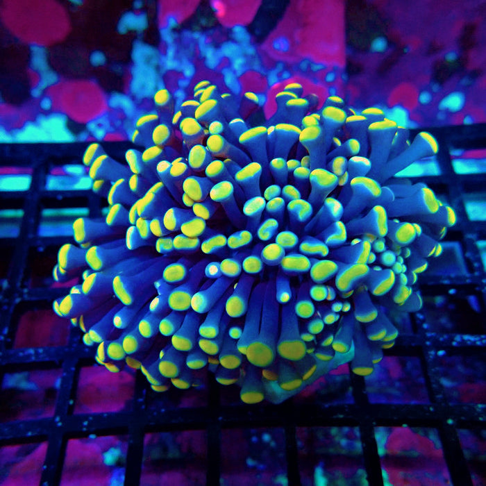 Euphyllia Purple Yellow Tips Torch Premium