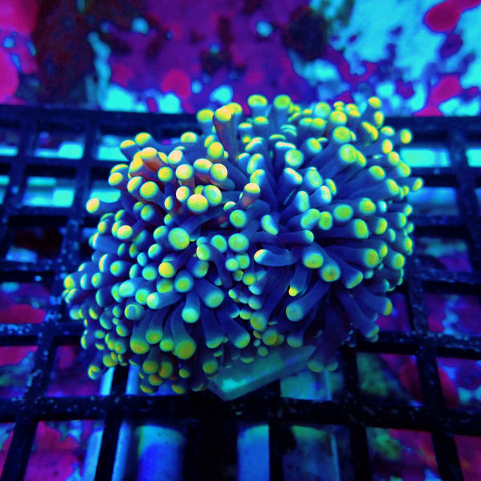 Euphyllia Purple Yellow Tips Torch Premium