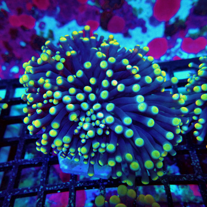Euphyllia Purple Yellow Tips Torch Premium