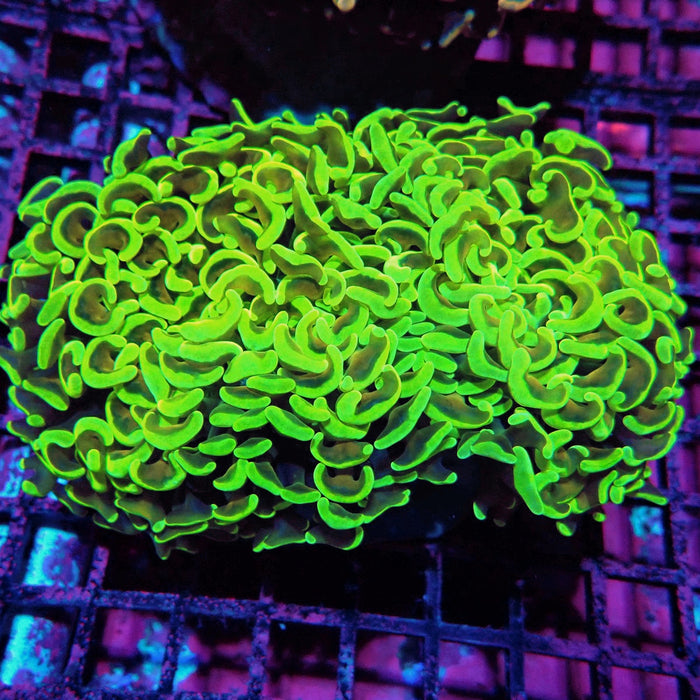 Euphyllia Wall Hammer Green