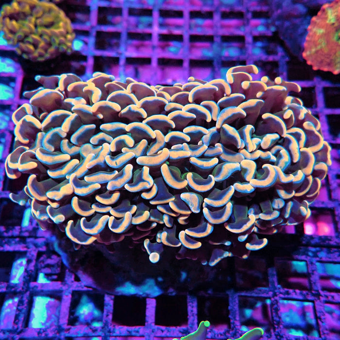Euphyllia Wall Hammer – Pink-Orange