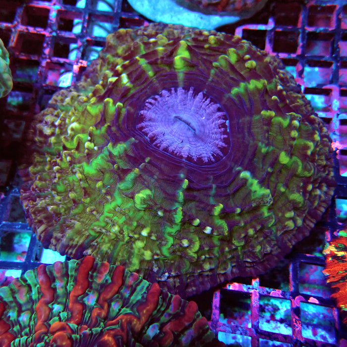 Indophyllia Premium