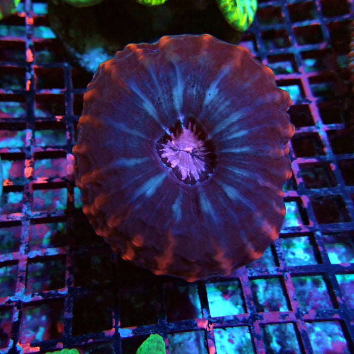 Indophyllia Premium