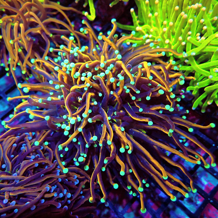 Black Tiger Green Tips Torch
