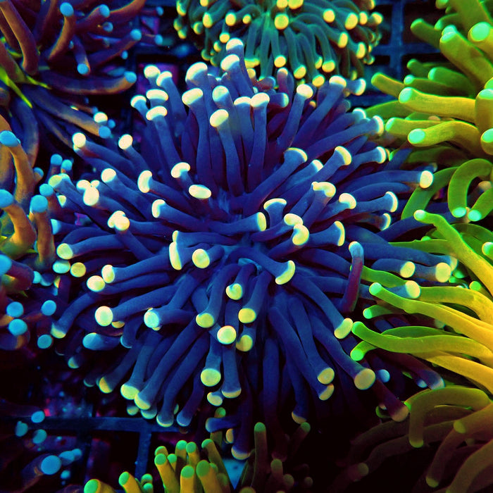 Blue Hulk Torch (Australia)