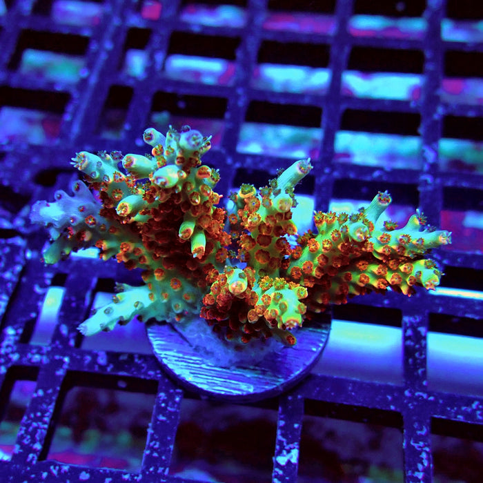 REx Red-Orange Firework Acro