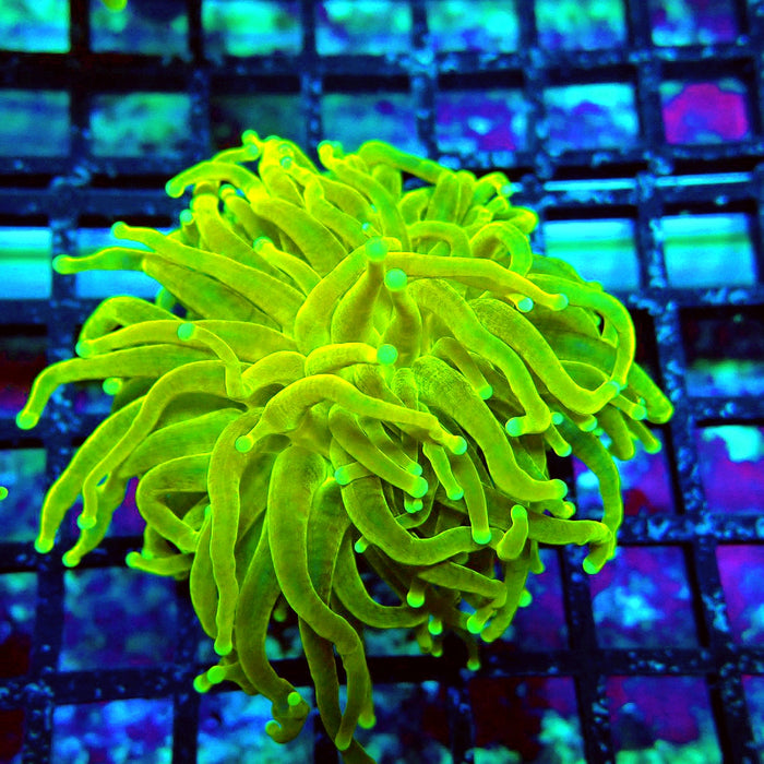 Holy Grail White-Tip Torch