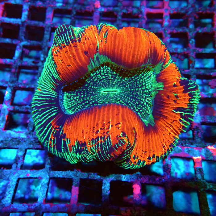 Wellsophyllia Ultra