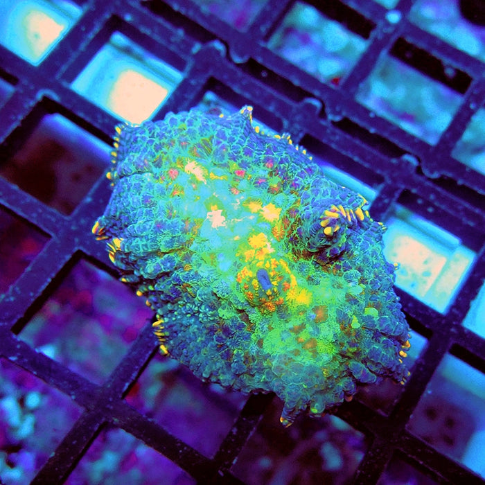 Rhodactis Blue Rainbow Spots Premium