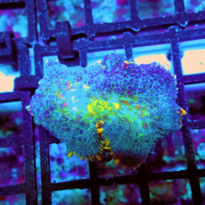 Rhodactis Blue Rainbow Spots Premium