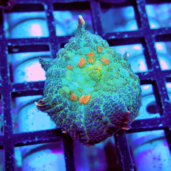 Rhodactis Blue Rainbow Spots Premium