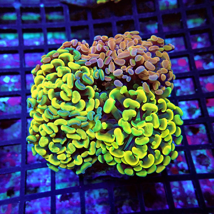 Euphyllia Super Mix Branch Hammer