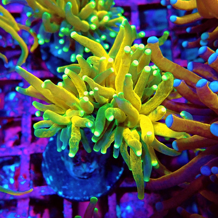 Euphyllia Tiger Torch