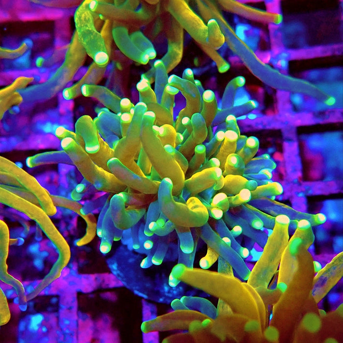 Euphyllia Tiger Torch