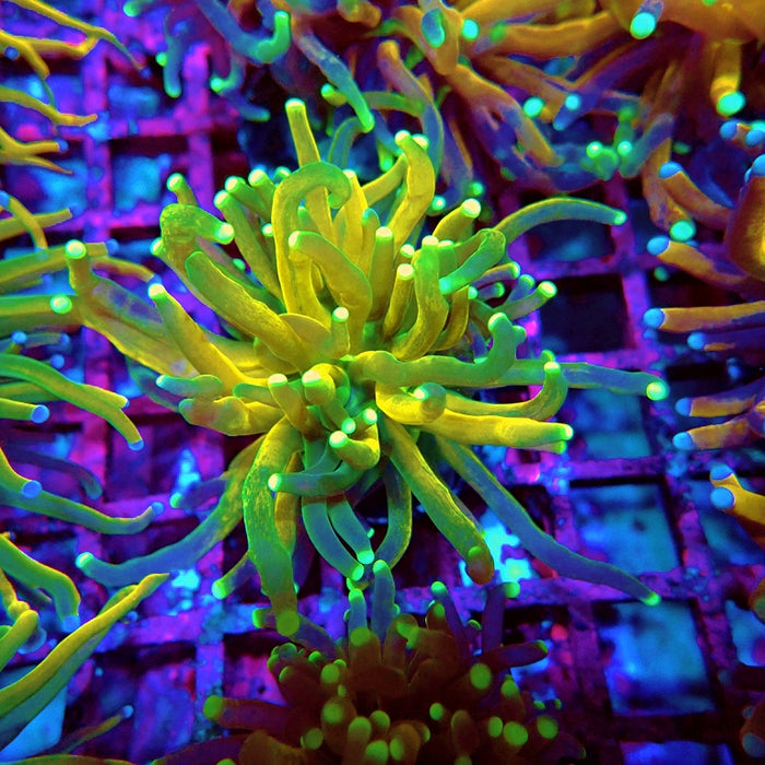 Euphyllia Tiger Torch