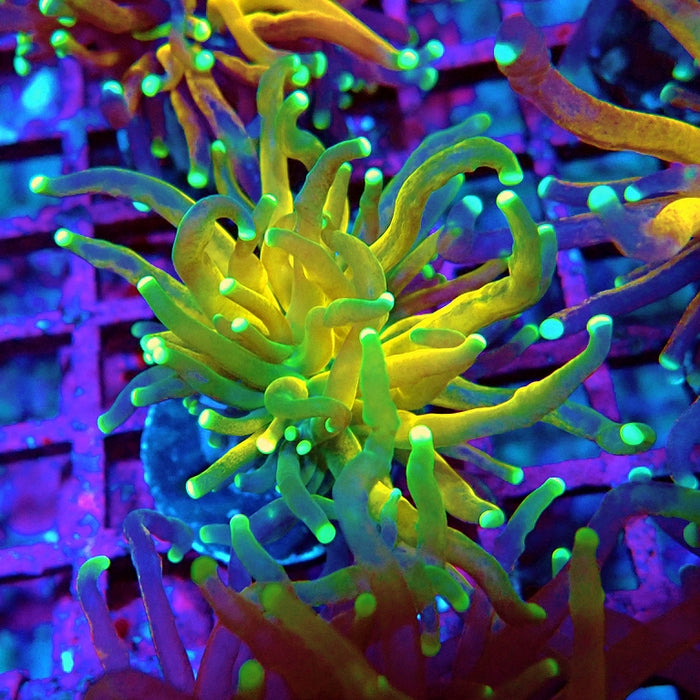 Euphyllia Tiger Torch