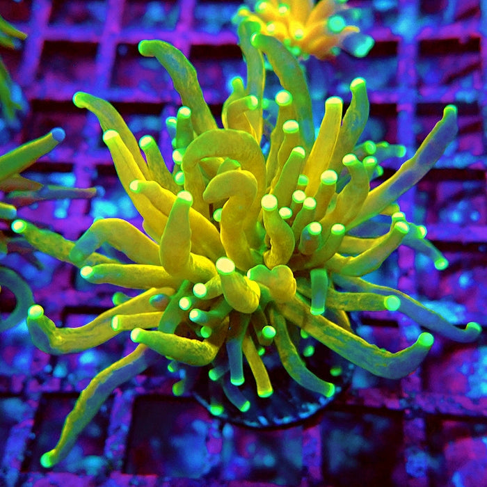 Euphyllia Tiger Torch