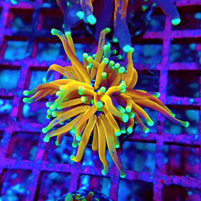 Euphyllia Tiger Torch