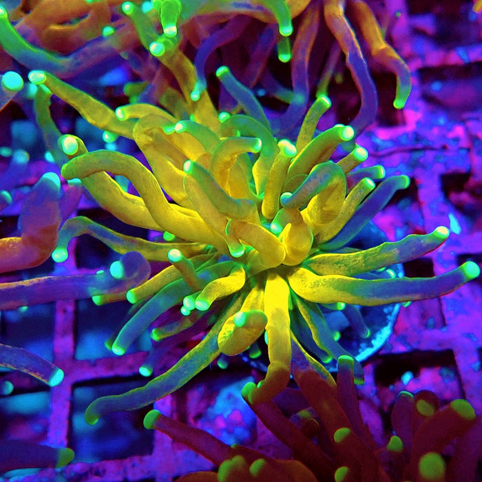 Euphyllia Tiger Torch