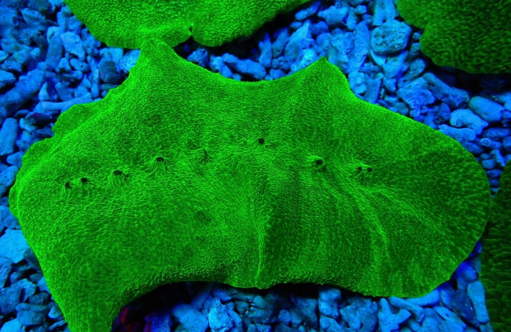 Rodactis Ultra Green XL Premium